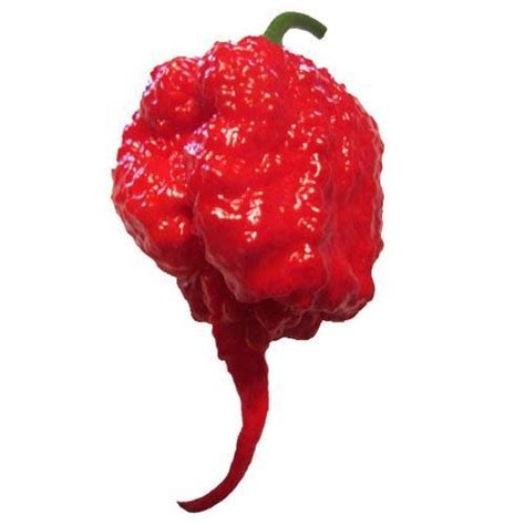 El Pimiento Mas Picante Del Mundo