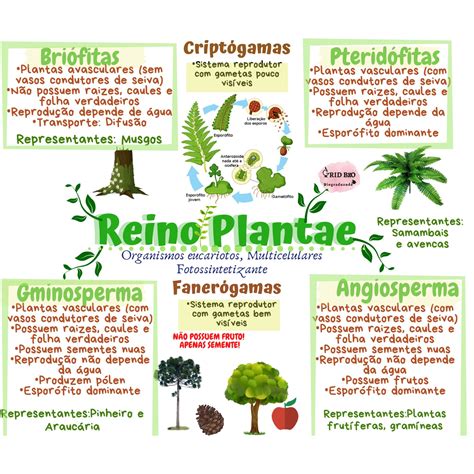 Arriba 35 Imagen Mapa Mental Del Reino Plantae Abzlocal Mx