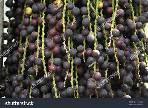 Fruit Of Burmese Fishtail Palmshallow Dof Stock Photo 94483324