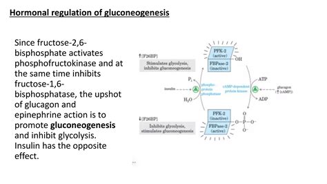 Regulation Of Glycolysis And Gluconeogenesis Ppt