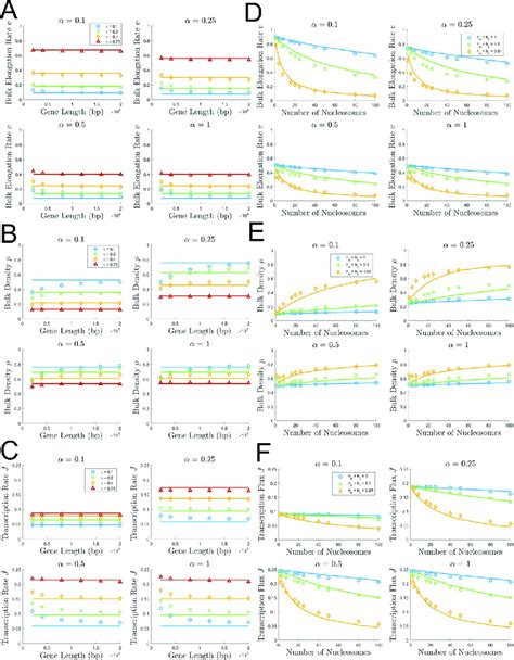 Evaluation of the effects of gene length and nucleosome spacing on bulk ...