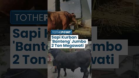 Video Penampakan Sapi Banteng Megawati Kurban Idul Adha