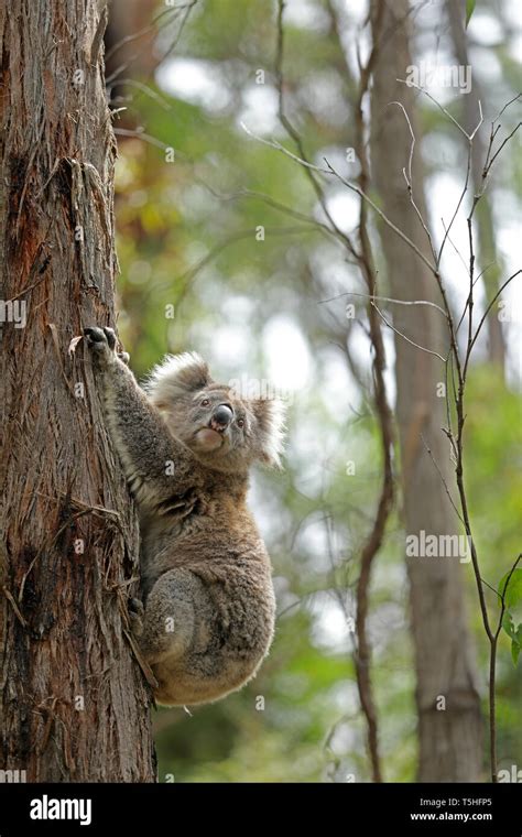 Especies Animales Marsupiales Fotos E Imágenes De Stock Alamy