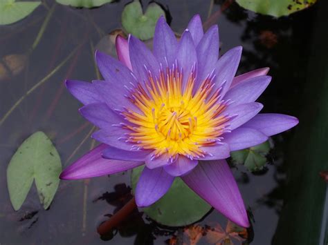 Free Images Flower Purple Petal Natural Botany Sacred Lotus