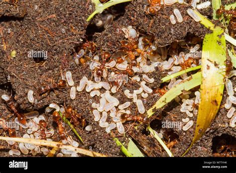 European Fire Ants With Larvae Myrmica Rubra Brockley Cemetery