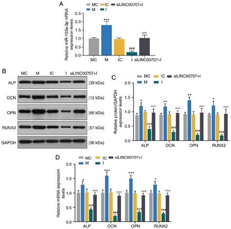 Effects Of Mir A P And Linc On Expression Levels Of