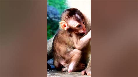 So Much Lovely Baby Monkey So Cute Adorable Baby Moonpie Youtube