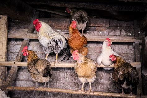 Kip En Haan In De Landbouw Van De Kippenkippenren Stock Afbeelding