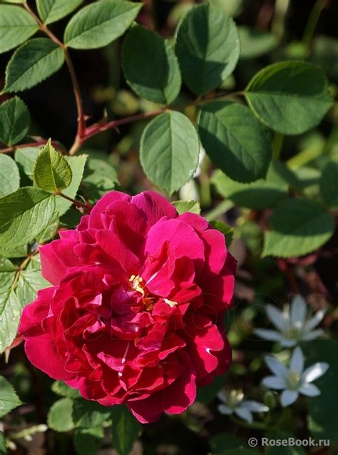 Parfum De L Hay Rose Parfum De L Hay