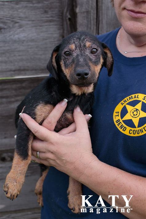 Fort Bend County Animal Shelter Aug Sept 2016 #KatyMagazine #KatyTX # ...