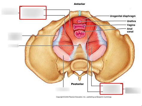 Muscles Of Pelvic Floor Diagram Quizlet