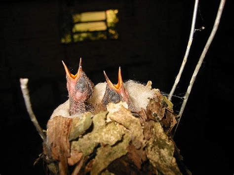 Baby Hummingbirds: Tiny and Cute - Baby Animal Zoo