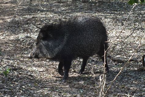 TAYASSUIDAE | Pybio Paraguay Biodiversidad