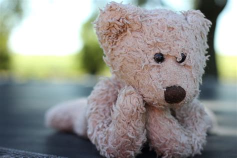 Free Images Cute Fur Fluffy Brown Child Childhood Teddy Bear