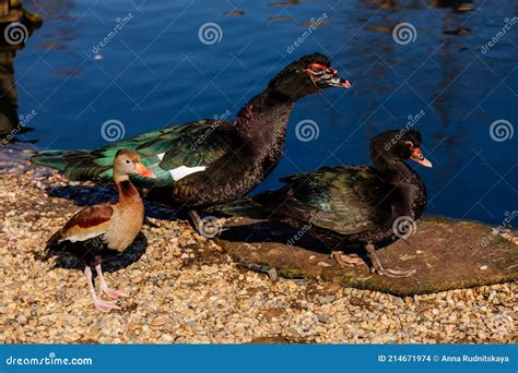 Two Black Large Muscovy Duck Or Cairina Moschata Male And Female Duck