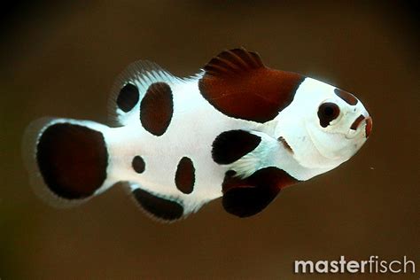 Clownfish Mocha Black Storm (bred) - Online Shop