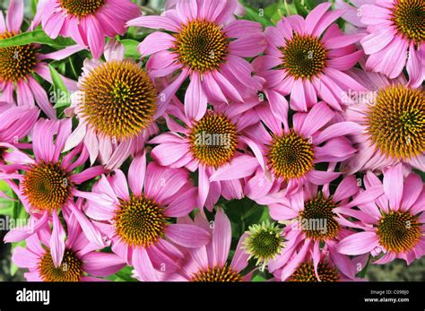 Eastern Purple Coneflower Or Purple Coneflower Echinacea Purpurea