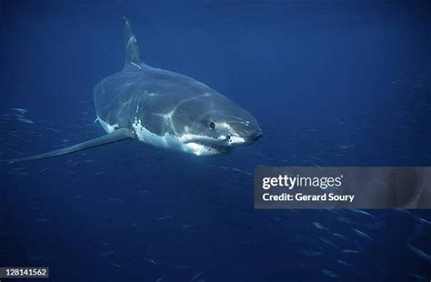 Shark Tracking Device Photos And Premium High Res Pictures Getty Images