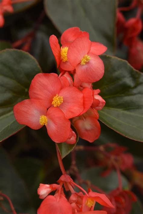 Begonia Coccinea Angel Wing Begonia Milmont Greenhouses