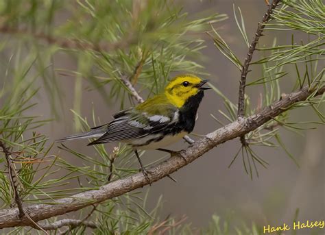 Black Throated Green Warbler Hank Halsey Flickr