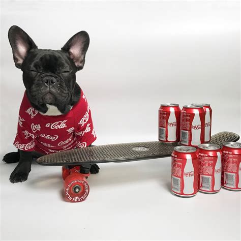 Top 93 Pictures Image Of A Dog On A Red Skateboard Updated