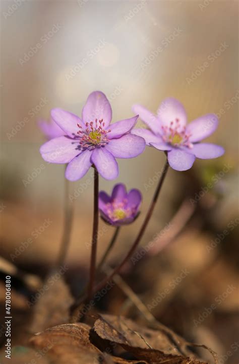 Przylaszczka Pospolita Hepatica Nobilis Stock Photo Adobe Stock