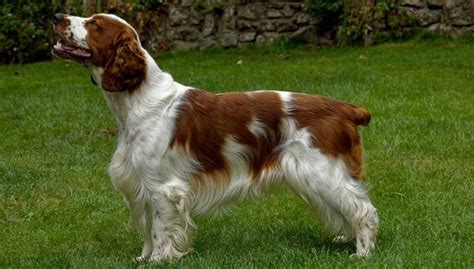 11 Most Popular Spaniel Dog Breeds You Should Adopt