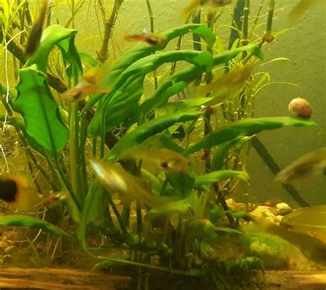 10 Types Of Anubias Aquarium Plants | Houseplant Alley