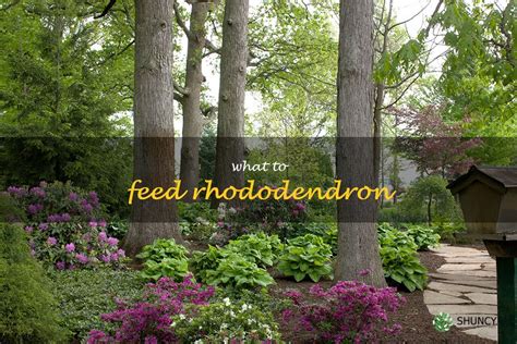 How To Care For Rhododendrons: The Best Foods To Feed Your Plant | ShunCy