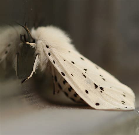 White Ermine Spilosoma Lubricipeda Observation Org