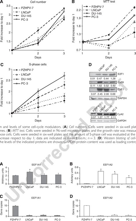 Eef A Mrna Levels And Of Eef A Gene Copies A And B