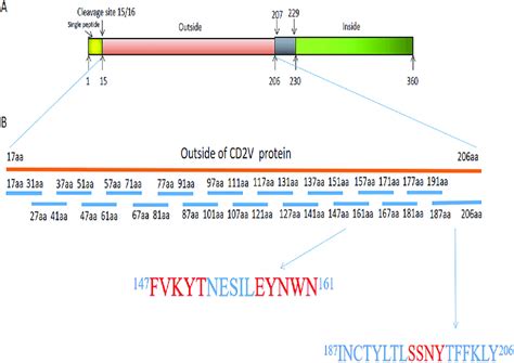 Short Peptides Designed By Overlapping Polypeptide Method To The