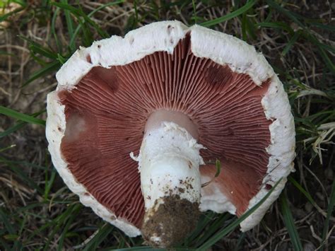 Photo Rosé Des Prés Agaric Champêtre Agaricus Campestris