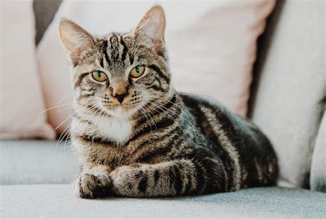 Como saber se o gato é fêmea ou macho Descubra agora Petz