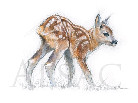 Roe Deer Kid Illustration Drawing By Stephan Alsac French Wildlife