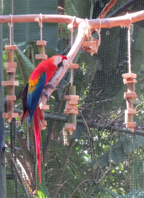 Dicas e informações para visitar o Parque das Aves em Foz do Iguaçu