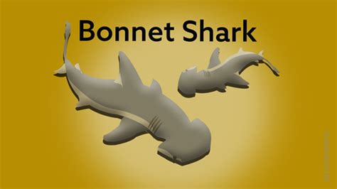 Bonnet Shark - Bonnethead Shark - sharksinfo.com