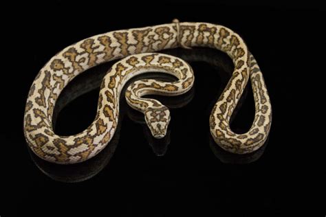 Carpet Python Morphs