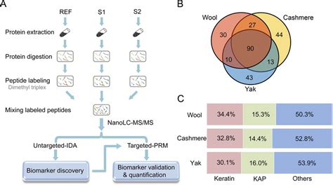 The Quantitative Proteomic Strategy For Fiber Marker Discovery And Download Scientific Diagram