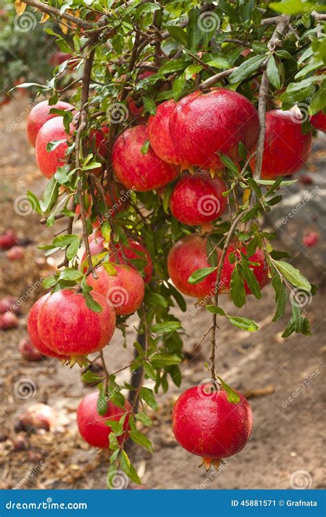 Ripe Pomegranate Fruit On Tree Branch Stock Image Image Of Tree