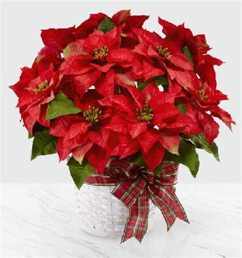 Poinsettia — Farmer's Market Online