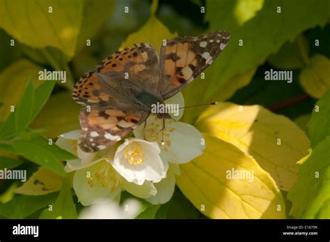 Papillon Belle Dame Vanessa Cardui Sur Seringat Philadelphus Sp