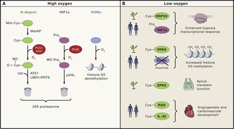 Every Breath You Take New Insights Into Plant And Animal Oxygen