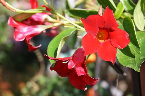 I Fiori Del Mio Terrazzo 286c Dipladenia Maurizio Zanella Flickr