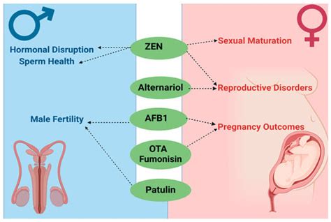 Sex And Gender Specific Considerations In Mycotoxin Screening