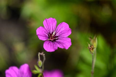 What Flowers Can Tortoises Eat 10 Vet Reviewed Edible Plants Hepper