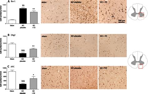 Assessment Of Iba 1 Positive Microgliamacrophage A The Insert