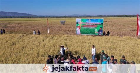 Bersama Petani Gubernur Andi Sudirman Panen Dan Tanam Mandiri Benih