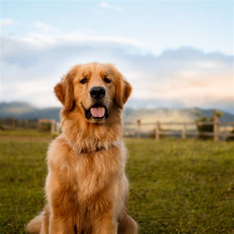 Storia Di Un Cane Il Golden Retriever Settore Pet