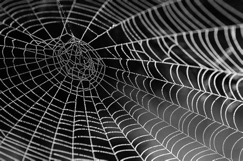 A Closer Look At Spider Webs Inside Ecology